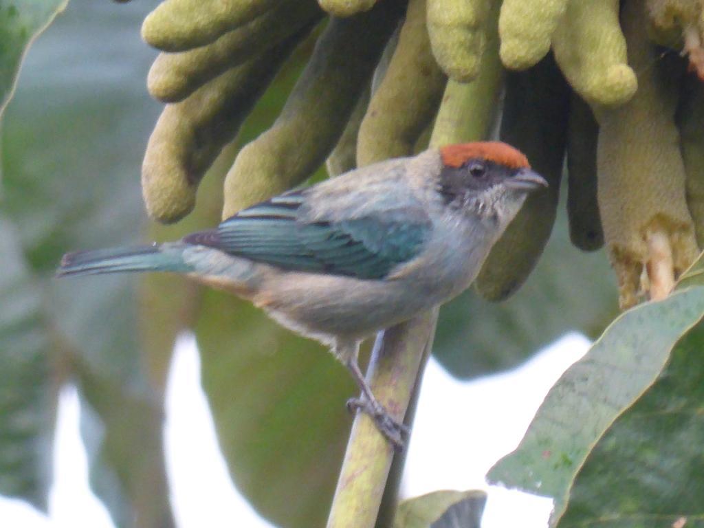 مانيزاليس Mirador Finca Morrogacho المظهر الخارجي الصورة